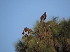 Parabuteo unicinctus
