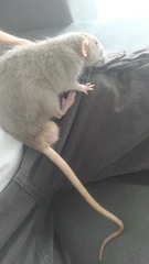 Rattus norvegicus