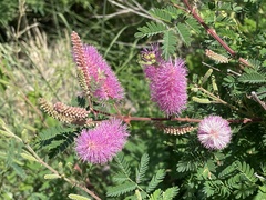 Mimosa dysocarpa