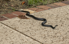 Coluber constrictor priapus