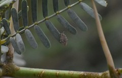 Algarobius prosopis