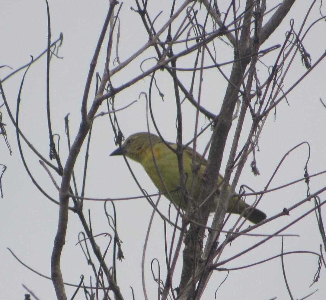 Heuglin's Masked-Weaver illustration