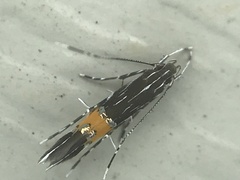 Cosmopterix pulchrimella