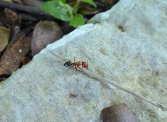 Camponotus decipiens