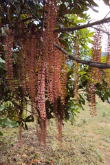Macadamia integrifolia x tetraphylla