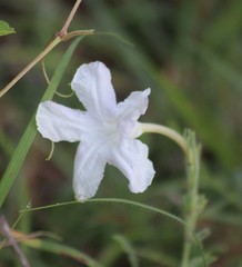 Ruellia metziae