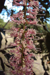 Macadamia integrifolia x tetraphylla