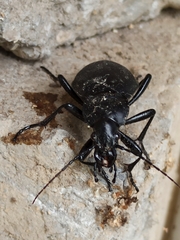 Carabus coriaceus
