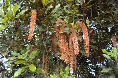 Macadamia integrifolia x tetraphylla