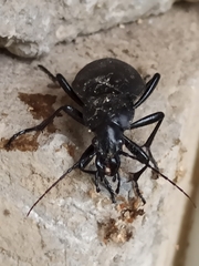 Carabus coriaceus