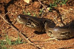 Python natalensis