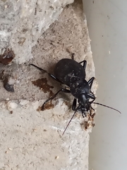 Carabus coriaceus