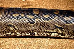 Python natalensis