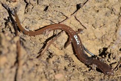 Eurycea multiplicata