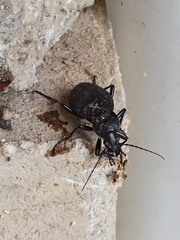 Carabus coriaceus