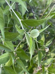 Croton sonorae