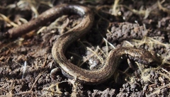 Batrachoseps gavilanensis