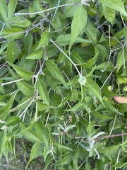 Croton sonorae