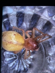 Cheiracanthium punctorium