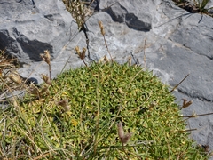 Saponaria caespitosa