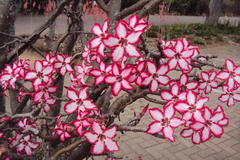 Adenium multiflorum