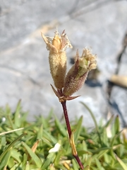 Saponaria caespitosa