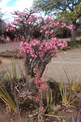 Adenium multiflorum