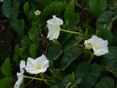 Ipomoea alba