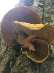 Pleuroflammula multifolia