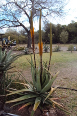 Aloe spicata