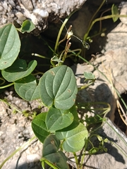 Dioscorea pyrenaica