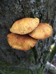 Pleuroflammula multifolia