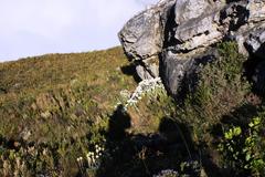 Helichrysum fruticans