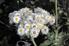 Helichrysum fruticans