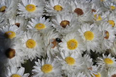 Helichrysum fruticans
