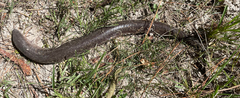 Amphiuma