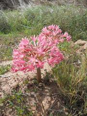 Brunsvigia bosmaniae