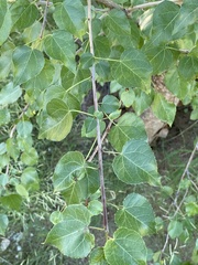 Jatropha cordata