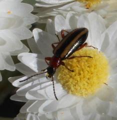 Neoeutrapela