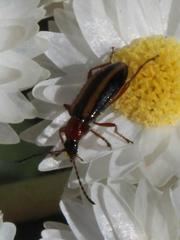 Neoeutrapela