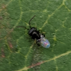 Encyrtinae