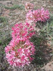 Brunsvigia bosmaniae