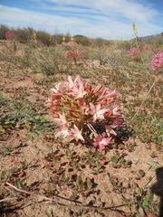 Brunsvigia bosmaniae