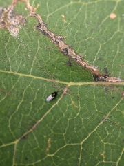 Encyrtinae