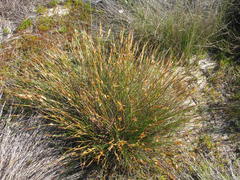 Willdenowia humilis