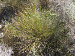 Willdenowia humilis