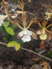 Encyclia belizensis