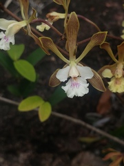 Encyclia belizensis