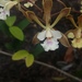 Encyclia belizensis - Photo 由 davidpaine 所上傳的 (c) davidpaine，保留部份權利CC BY-NC