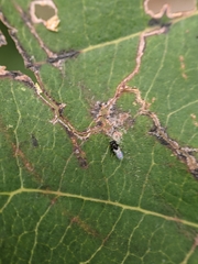 Encyrtinae